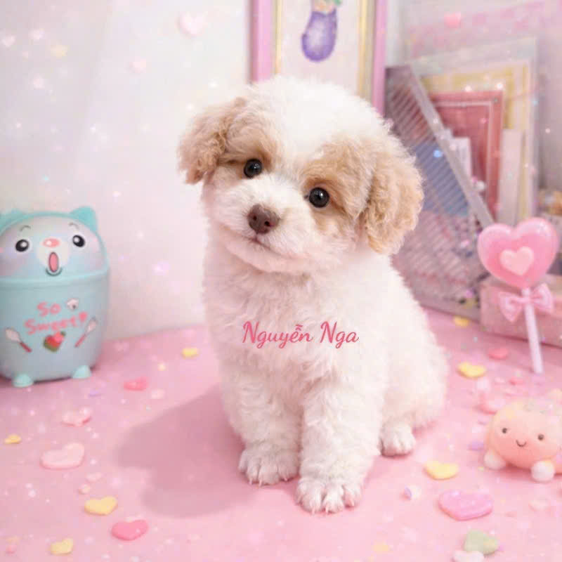 Chó Poodle - PD 16003